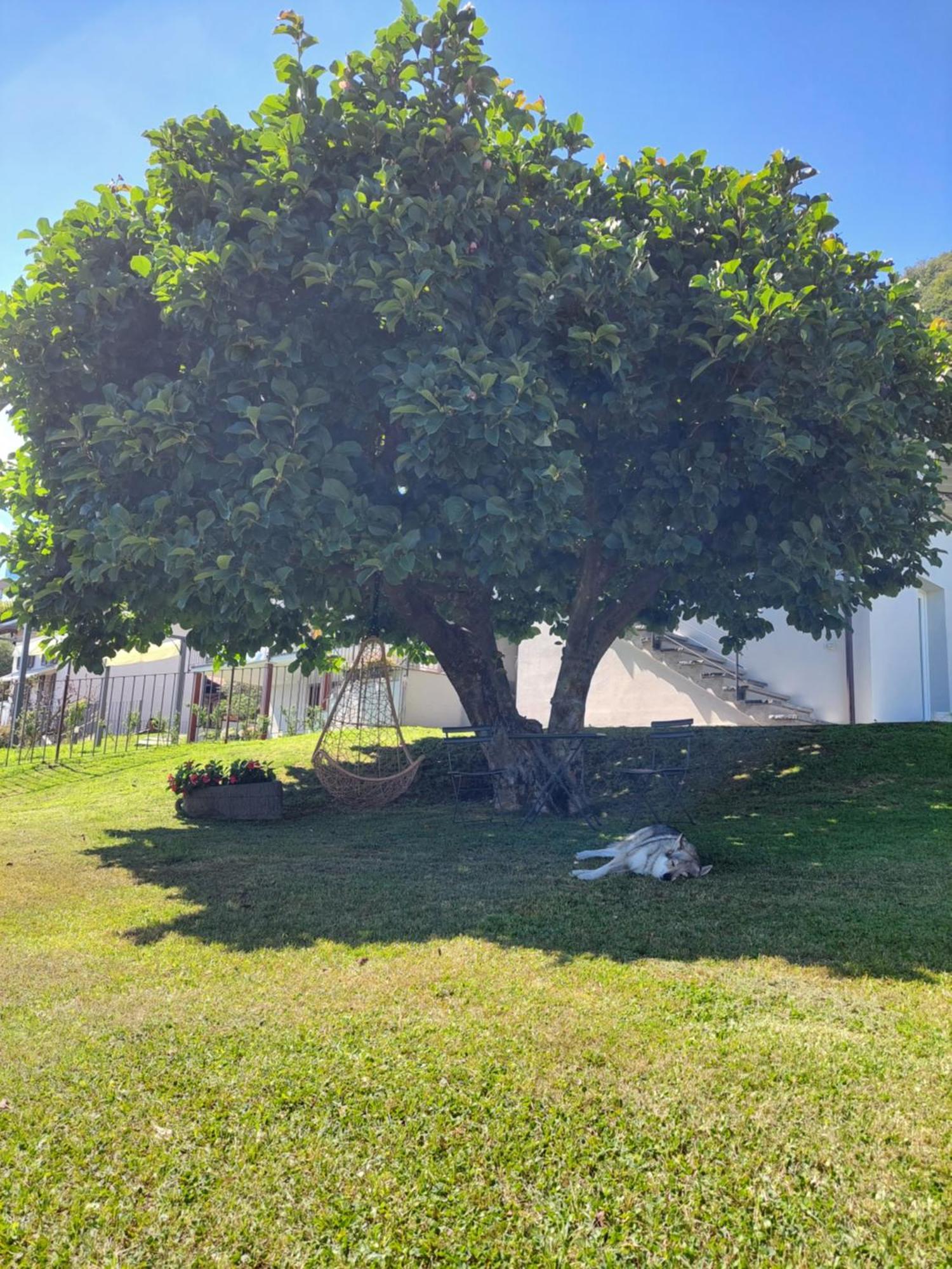 Casa Vacanze Perla Del Lago ドマーゾ エクステリア 写真